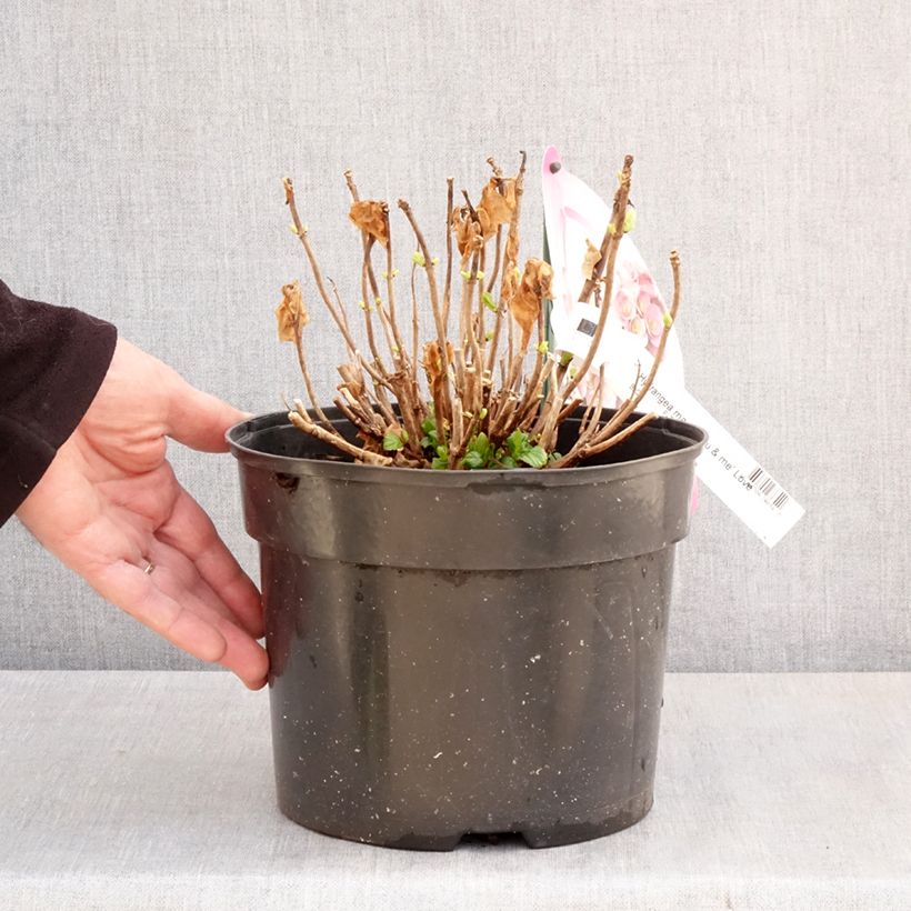 Example of Hydrangea macrophylla You and Me Love Vaso da 3L/4L as you get in printemps