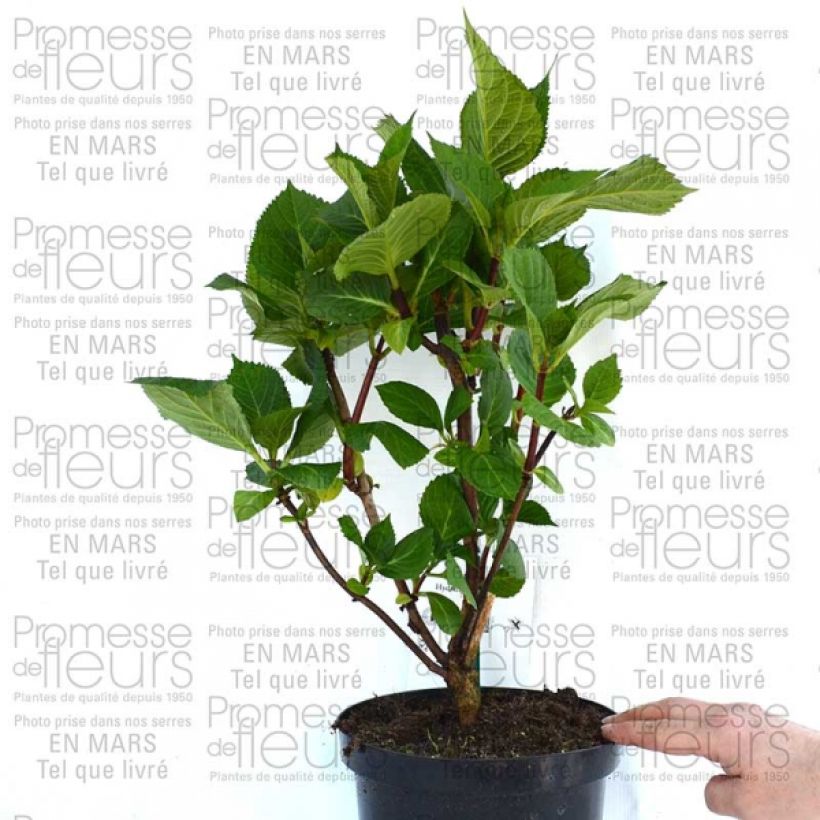 Esempio di esemplare Hortensia - Hydrangea macrophylla Zorro Pot de 2L/3L come consegnato