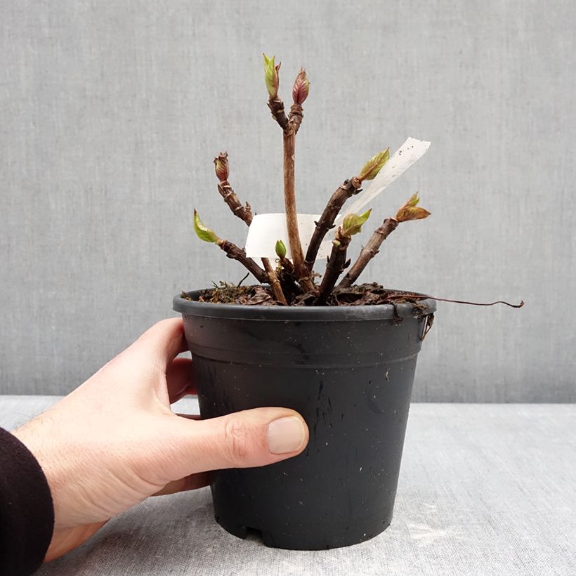 Hydrangea macrophylla Zorro Blue - Ortensia Vaso da 1L/1,5L esemplare consegnato in inverno