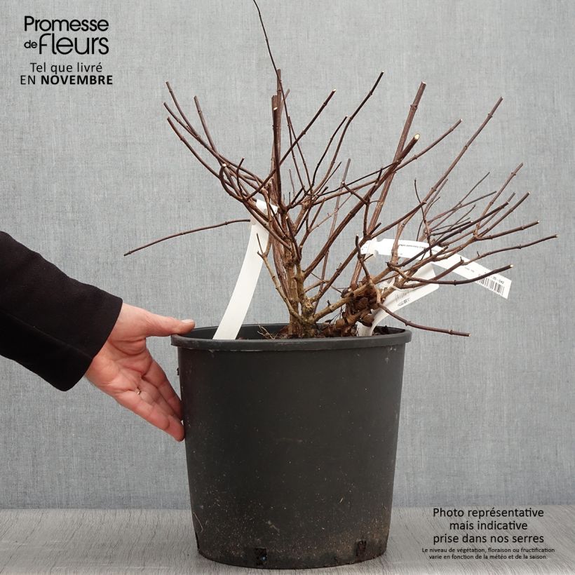 Esemplare di Hydrangea paniculata Diamant Rouge - Ortensia paniculata Vaso da 7,5L/10L, A cespuglio come consegnato in autunno