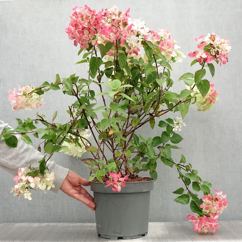 Esemplare di Hydrangea paniculata Diamant Rouge - Ortensia paniculata Vaso da 7,5L/10L, A cespuglio consegnato in estate
