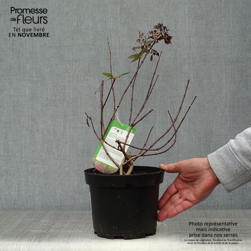 Esemplare di Hydrangea paniculata Diamant Rouge - Ortensia paniculata Vaso da 2L/3L, A cespuglio come consegnato in autunno