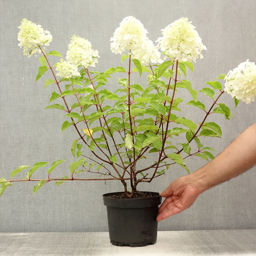 Esemplare di Hydrangea paniculata Diamant Rouge - Ortensia paniculata Vaso da 2L/3L, A cespuglio consegnato in estate
