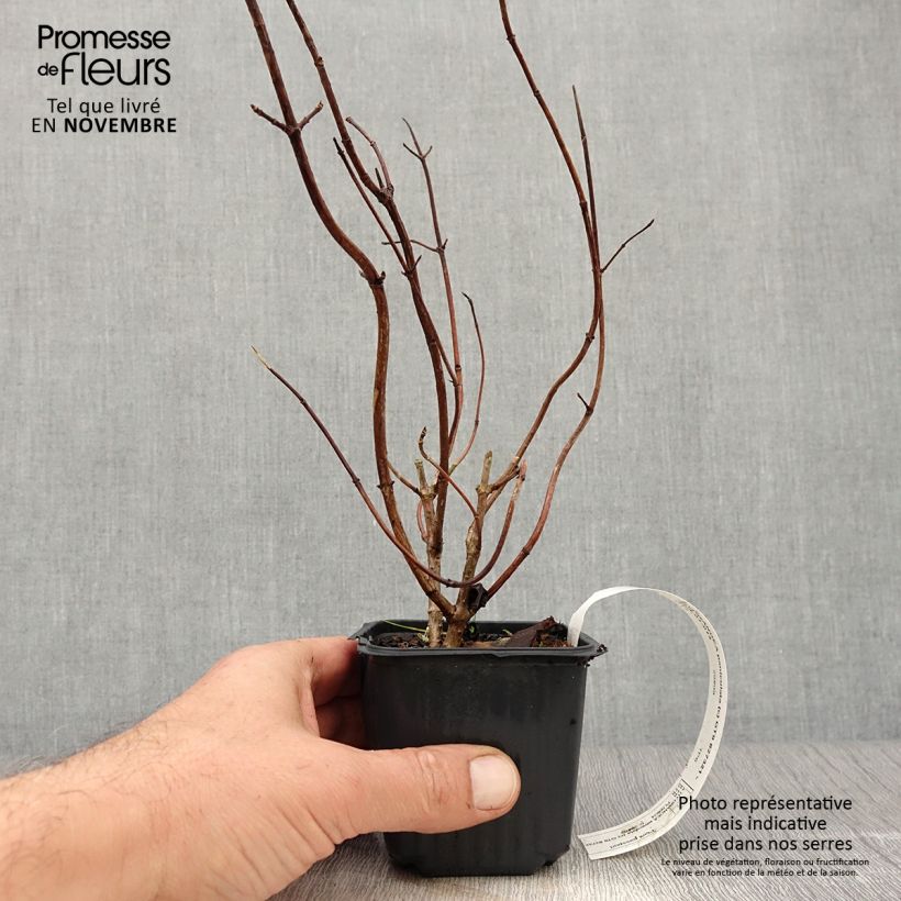 Esemplare di Hydrangea paniculata Grandiflora - Ortensia paniculata Vasetto da 8/9 cm come consegnato in autunno