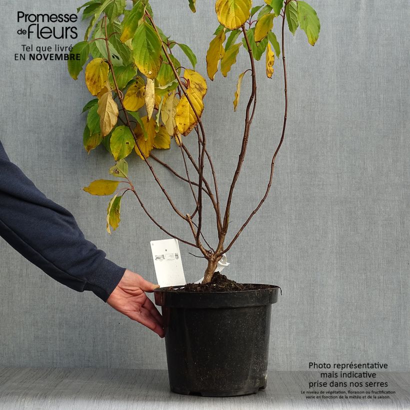 Esemplare di Hydrangea paniculata Great Star Le Vasterival - Ortensia paniculata Vaso da 7,5L/10L come consegnato in autunno
