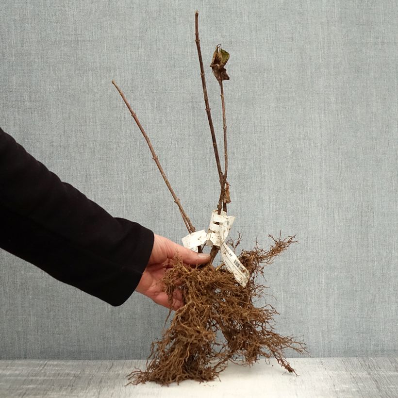 Hydrangea paniculata Kyushu - Ortensia paniculata Piante piccole a radice nuda esemplare consegnato in inverno