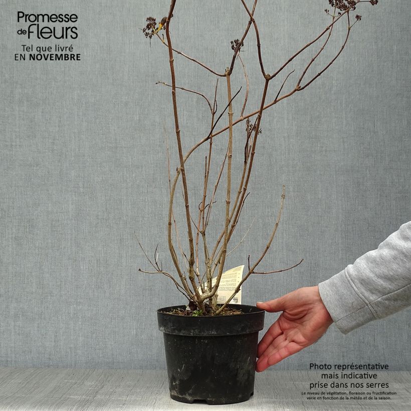 Esemplare di Hydrangea paniculata Levana - Ortensia paniculata Vaso da 3L/4L come consegnato in autunno