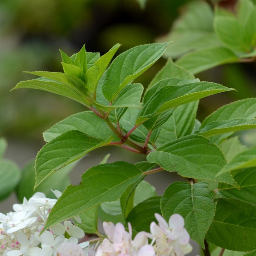 Hydrangea paniculata Limelight - Ortensia paniculata (Foliage)