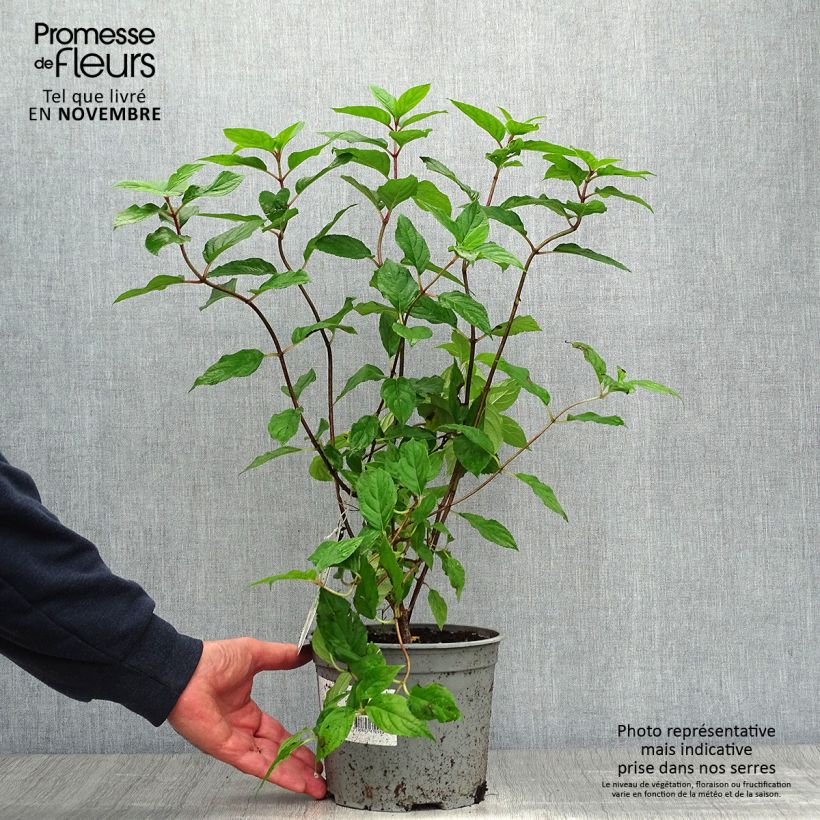 Esemplare di Hydrangea paniculata Limelight - Hortensia paniculé Pot de 3L/4L come consegnato in autunno