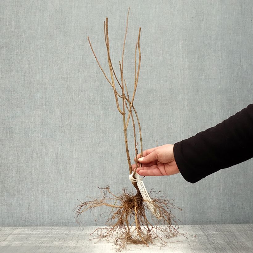 Example of Hydrangea paniculata Limelight - Ortensia paniculata Piante piccole a radice nuda as you get in hiver