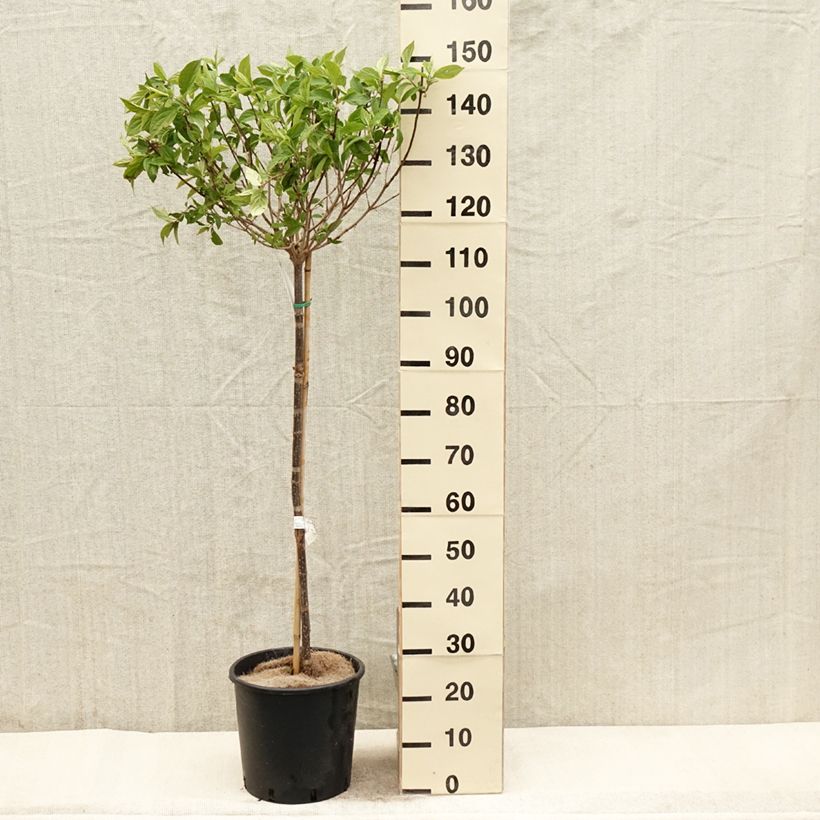 Example of Hydrangea paniculata Limelight - Ortensia paniculata Vaso da 12L/15L as you get in printemps