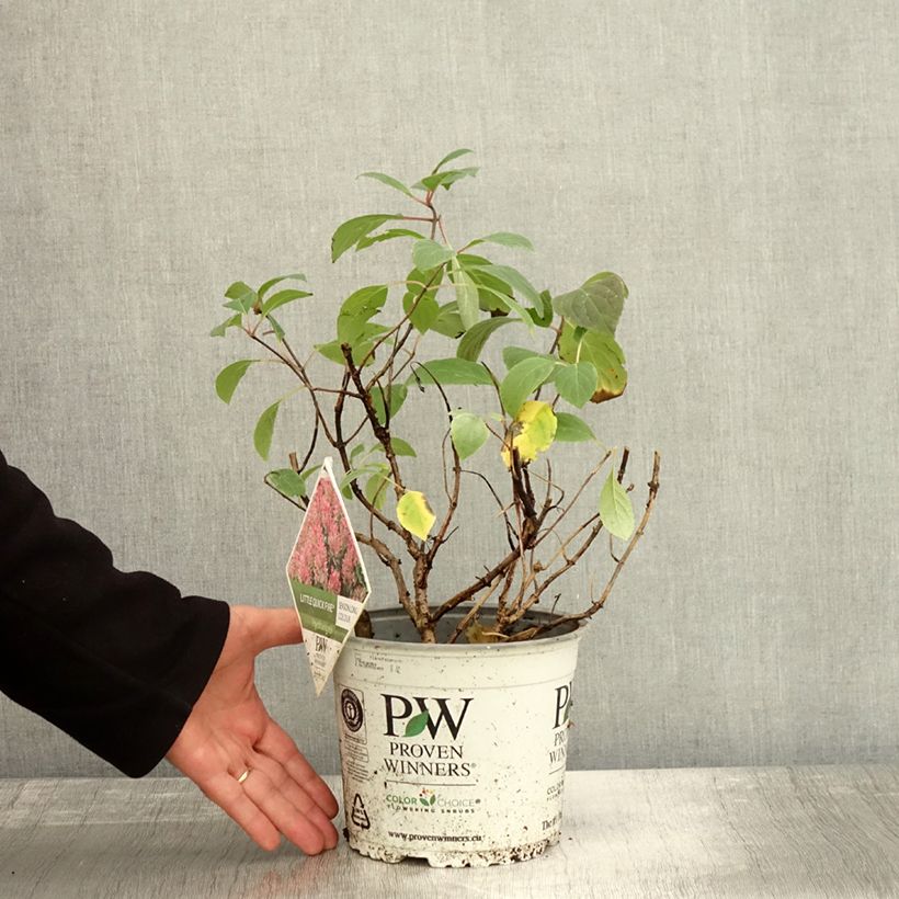 Esemplare di Hydrangea paniculata Little Quick Fire - Ortensia paniculata Vaso da 3L/4L come consegnato in autunno