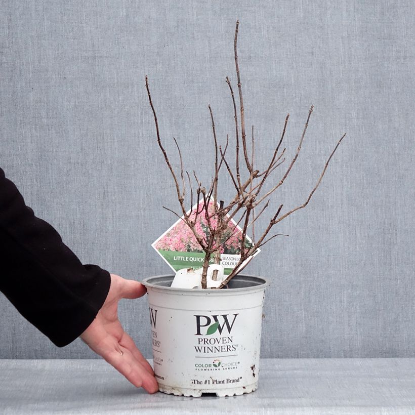 Hydrangea paniculata Little Quick Fire - Hortensia paniculé Pot de 3L/4L esemplare consegnato in inverno