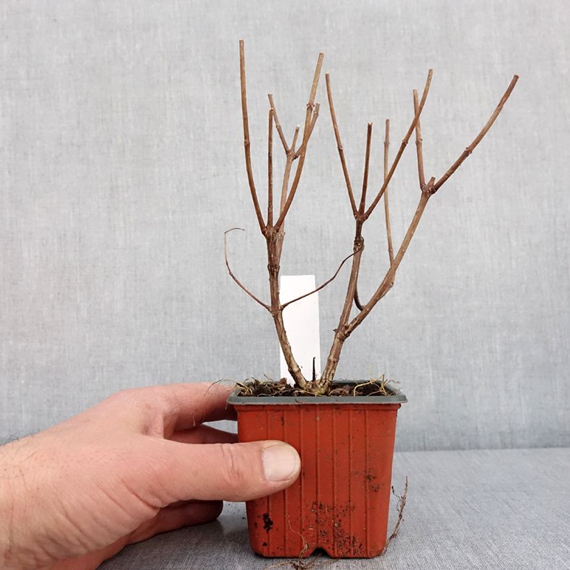 Example of Hydrangea paniculata Pink Diamond - Ortensia paniculata Vasetto da 8/9 cm as you get in hiver