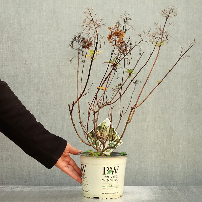 Esemplare di Hydrangea paniculata Pinkachu - Ortensia paniculata Vaso da 3L/4L come consegnato in autunno