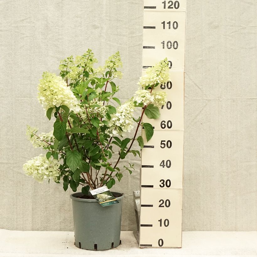 Esemplare di Hydrangea paniculata Silver Dollar - Ortensia paniculata Vaso da 7,5L/10L consegnato in estate