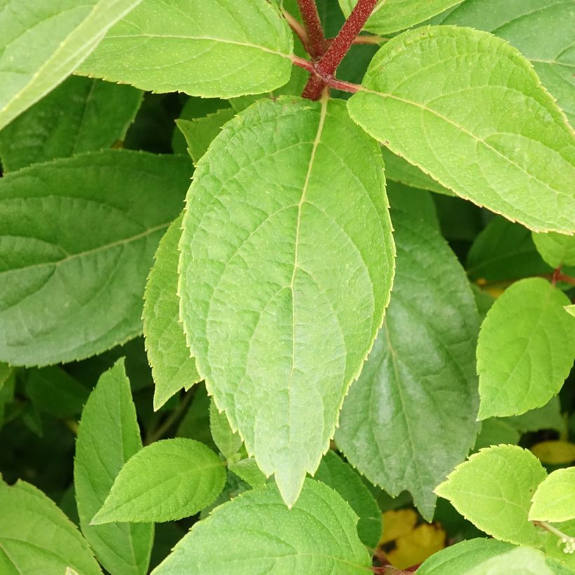 Hydrangea paniculata Unique - Ortensia paniculata (Foliage)