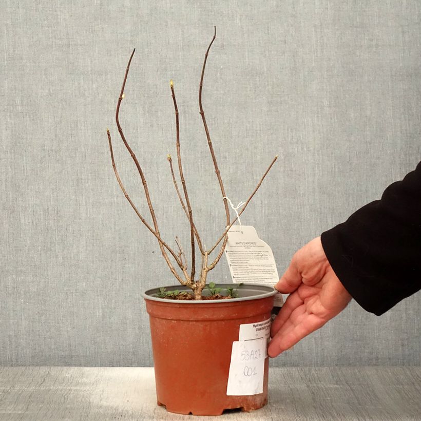 Hydrangea paniculata White Diamond - Ortensia paniculata Vaso da 3L/4L esemplare consegnato in primavera