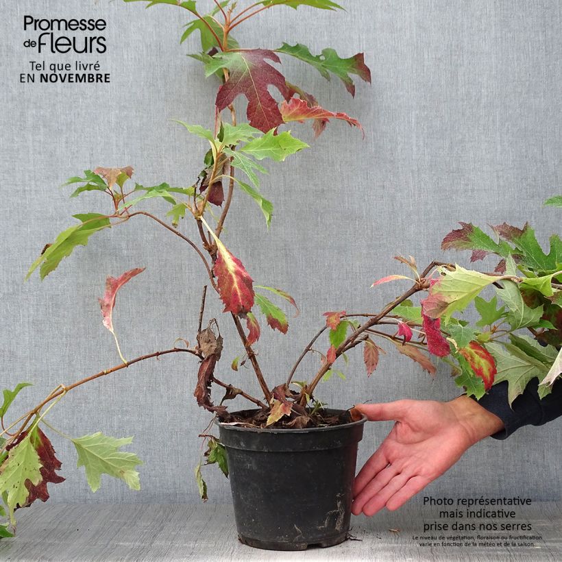 Esemplare di Hydrangea quercifolia Ice Crystal - Ortensia a foglie di quercia Vaso da 3L/4L come consegnato in autunno