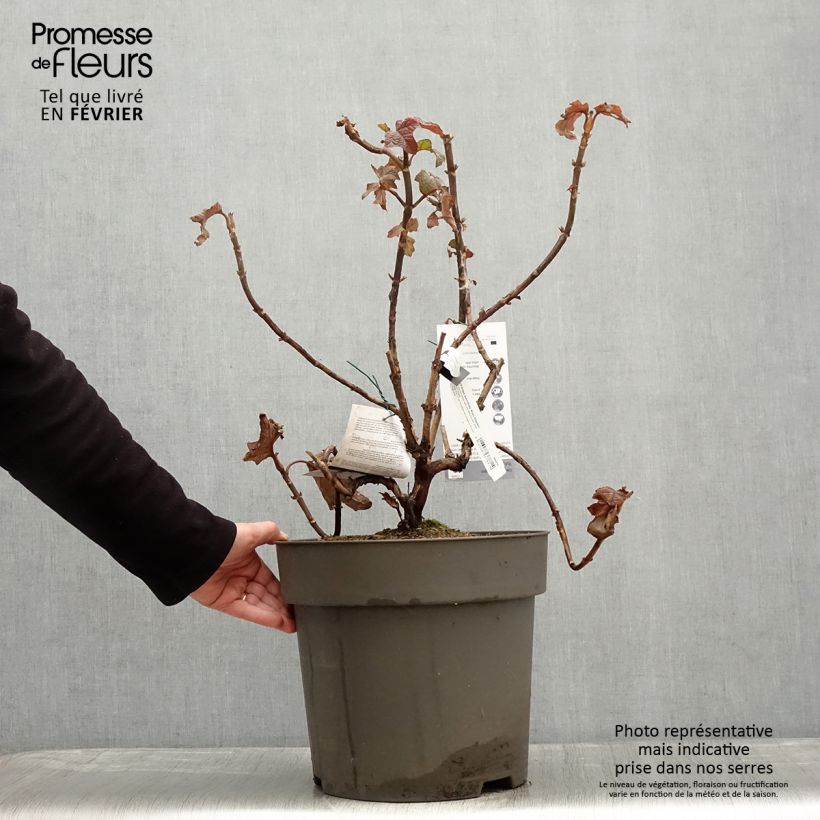 Hydrangea quercifolia Ruby Slippers - Hortensia à feuilles de chêne Pot de 7,5L/10L esemplare consegnato in inverno