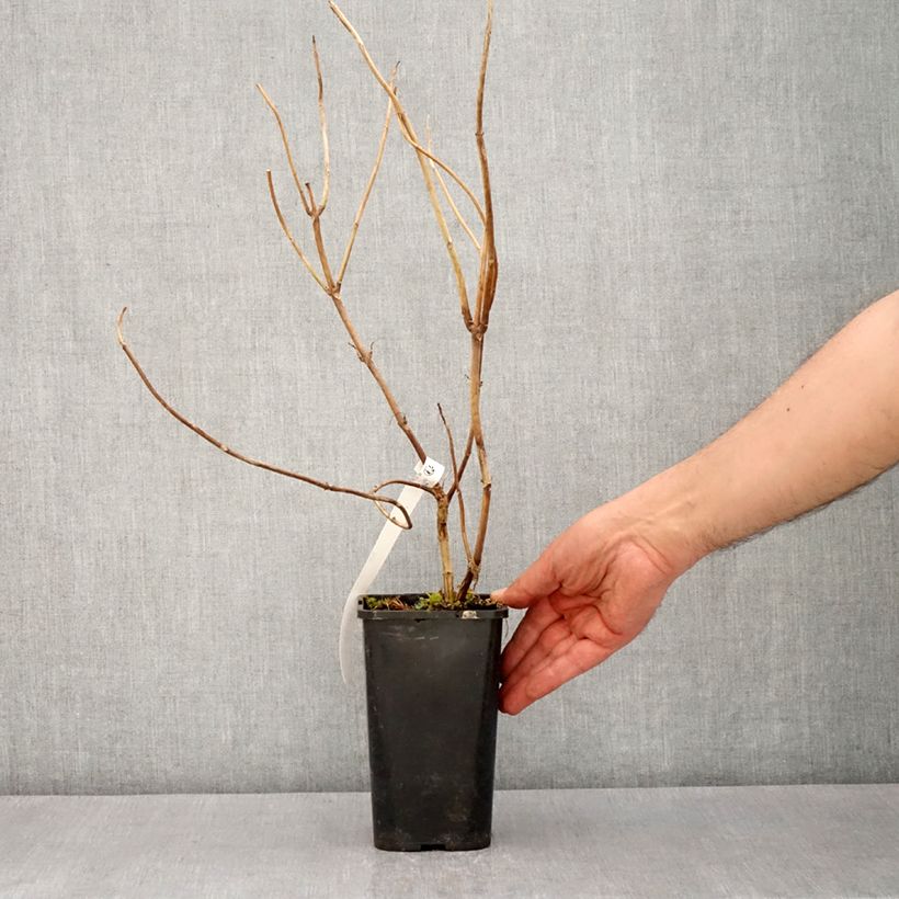 Hydrangea Renaissance - Ortensia Vaso da 1,5L/2L esemplare consegnato in primavera