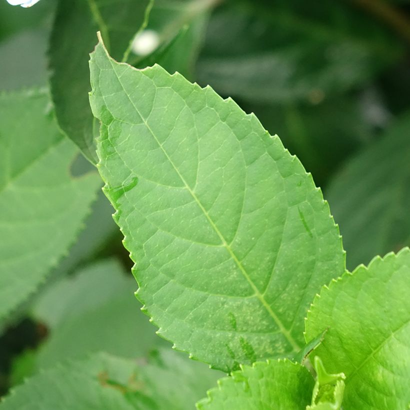 Hydrangea Renaissance - Ortensia (Fogliame)