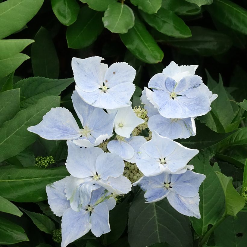 Hydrangea Renaissance - Ortensia (Fioritura)