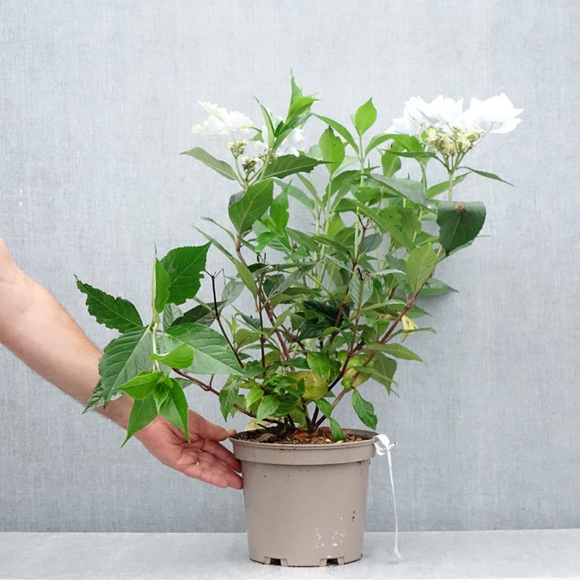 Esemplare di Hydrangea Renaissance - Ortensia Vaso da 4L/5L consegnato in estate