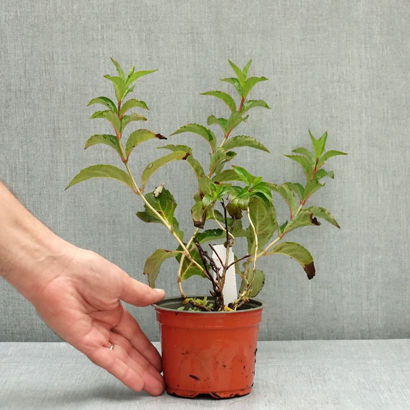 Esemplare di Hydrangea scandens First Love - Ortensia Vaso da Ø 12 cm / 13 cm consegnato in estate