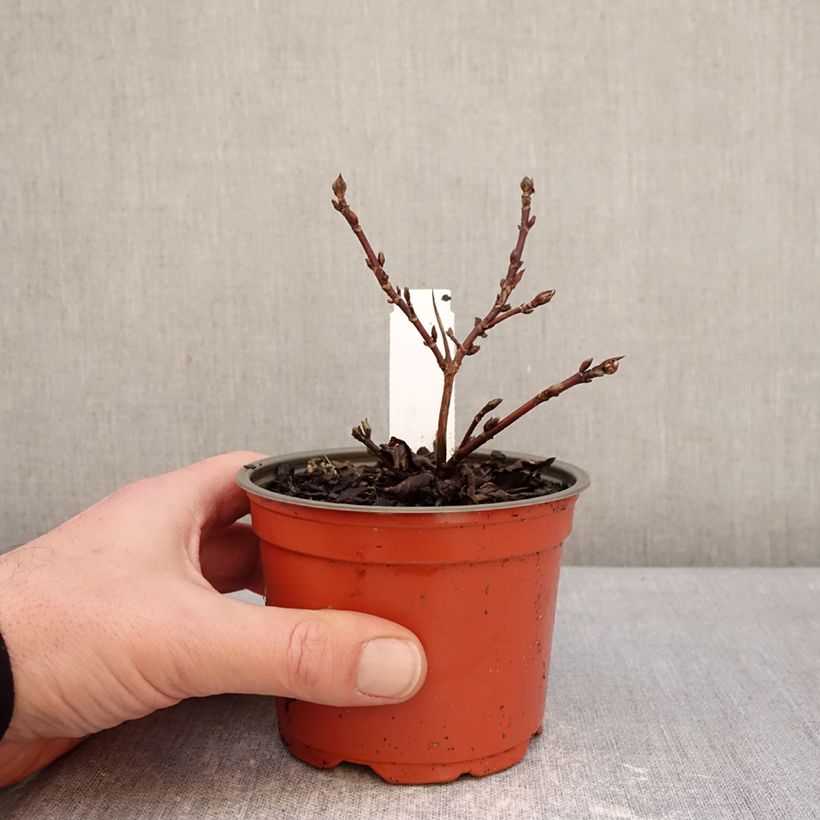 Example of Hydrangea scandens First Love - Ortensia Vaso da Ø 12 cm / 13 cm as you get in hiver