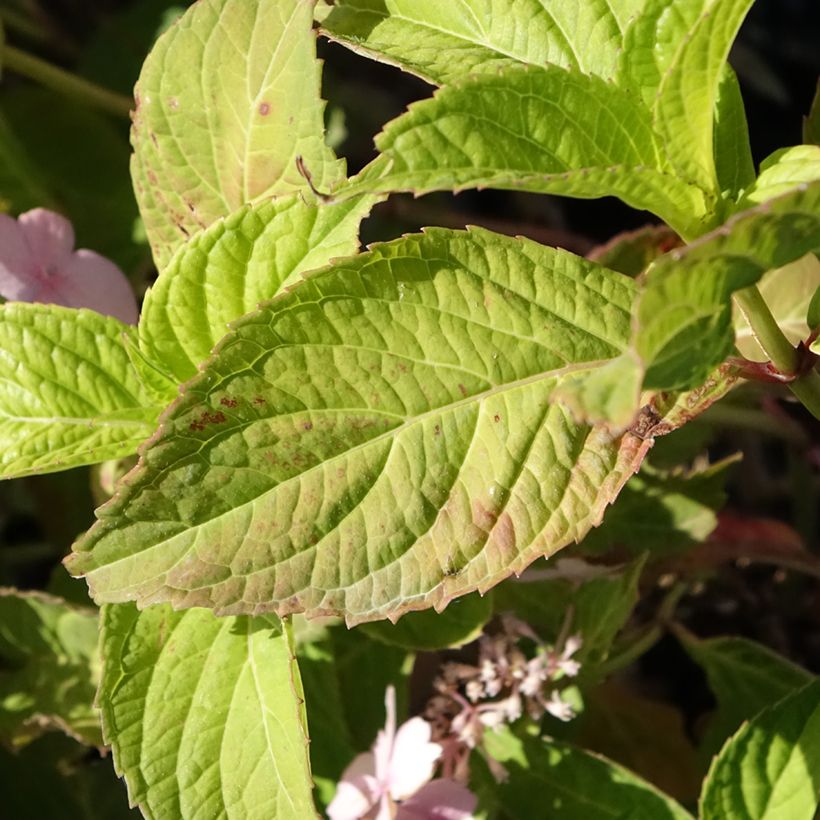 Hydrangea serrata Bleuet - Ortensia (Fogliame)