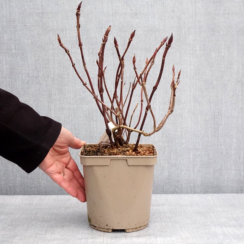 Hortensia - Hydrangea serrata Bleuet Pot de 3L/4L esemplare consegnato in inverno