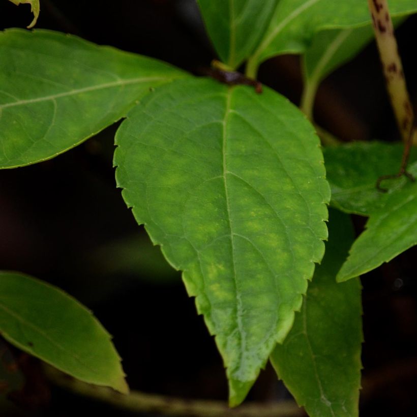 Hydrangea serrata Blue Deckle - Ortensia (Foliage)