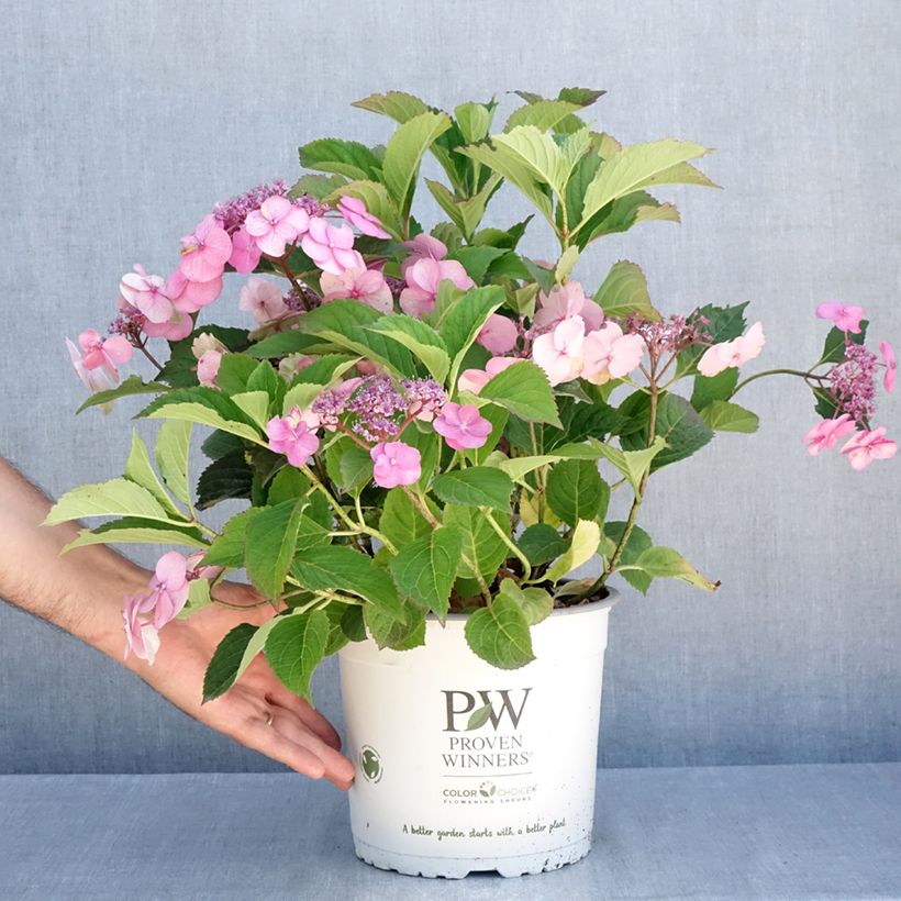 Esemplare di Hydrangea serrata Cotton Candy - Ortensia Vaso da 4L/5L consegnato in estate