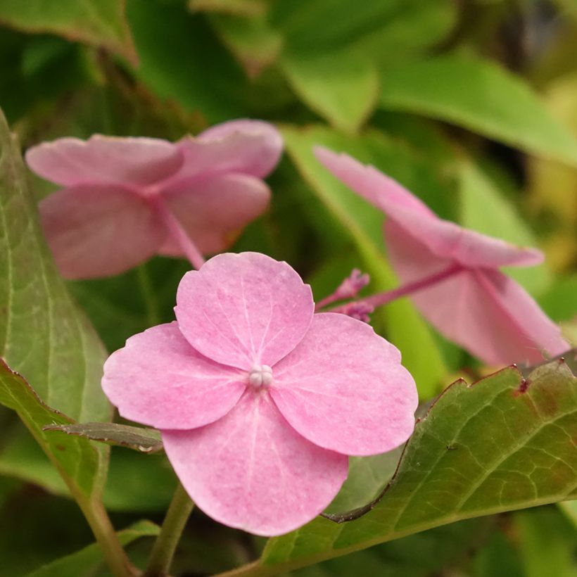 Hydrangea serrata Cotton Candy - Ortensia (Fioritura)