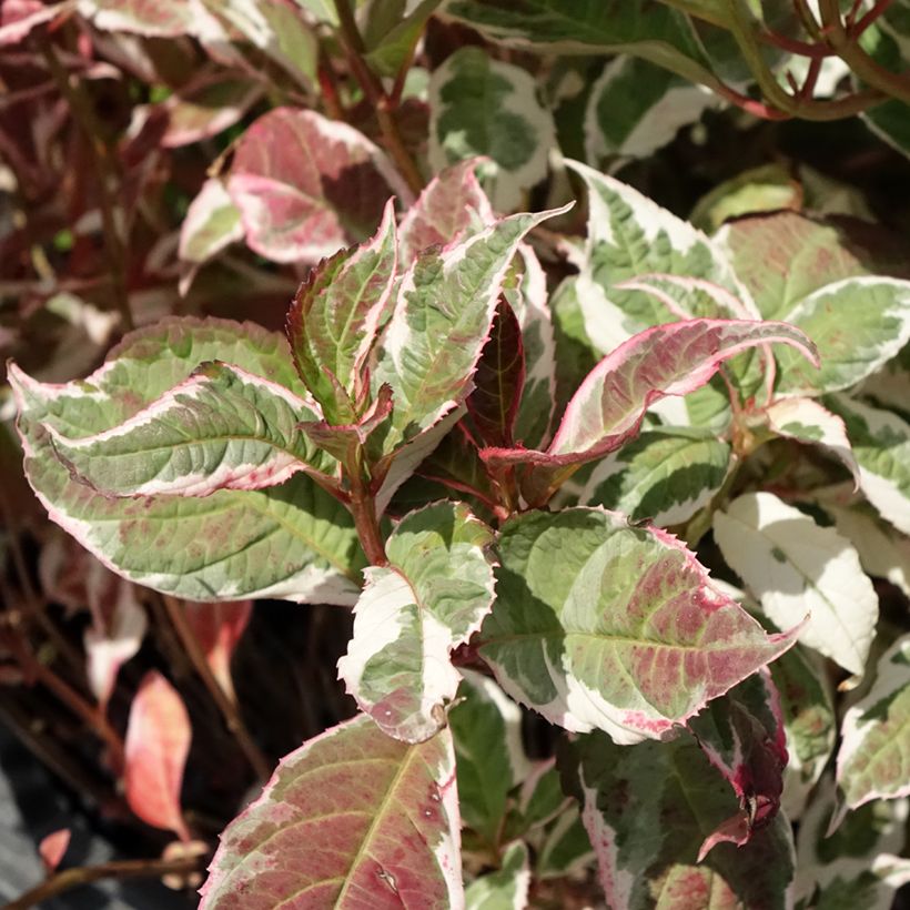 Hydrangea serrata Euphoria Pink - Ortensia (Foliage)