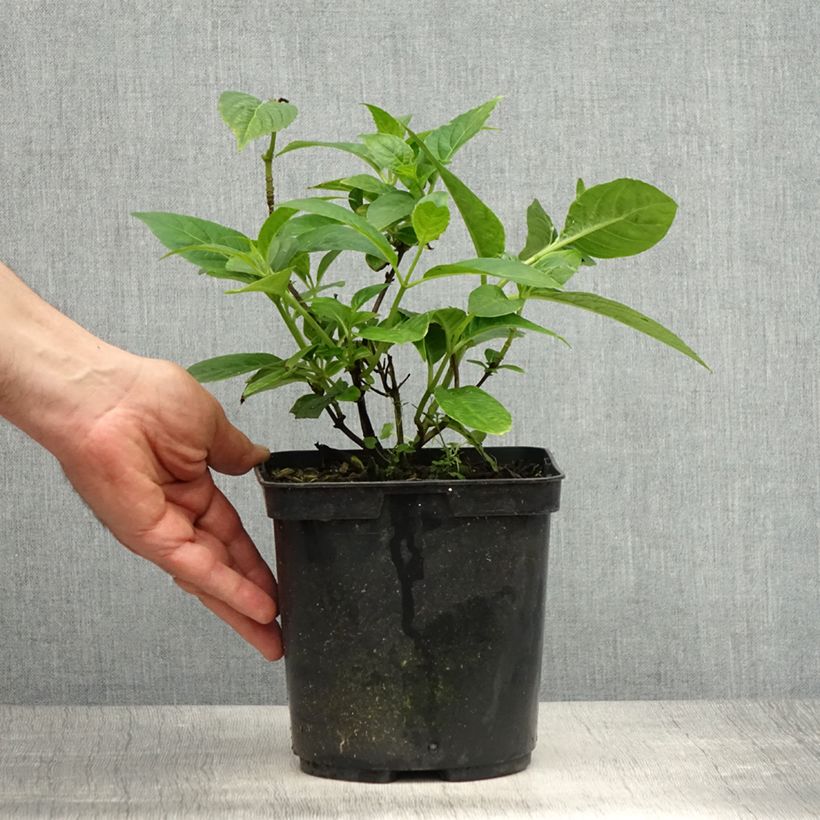 Example of Hydrangea serrata Impératrice Eugénie - Ortensia Vaso da 2L/3L as you get in printemps