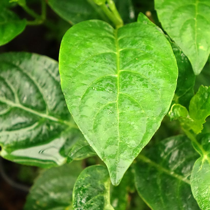 Hydrangea serrata Impératrice Eugénie - Ortensia (Foliage)