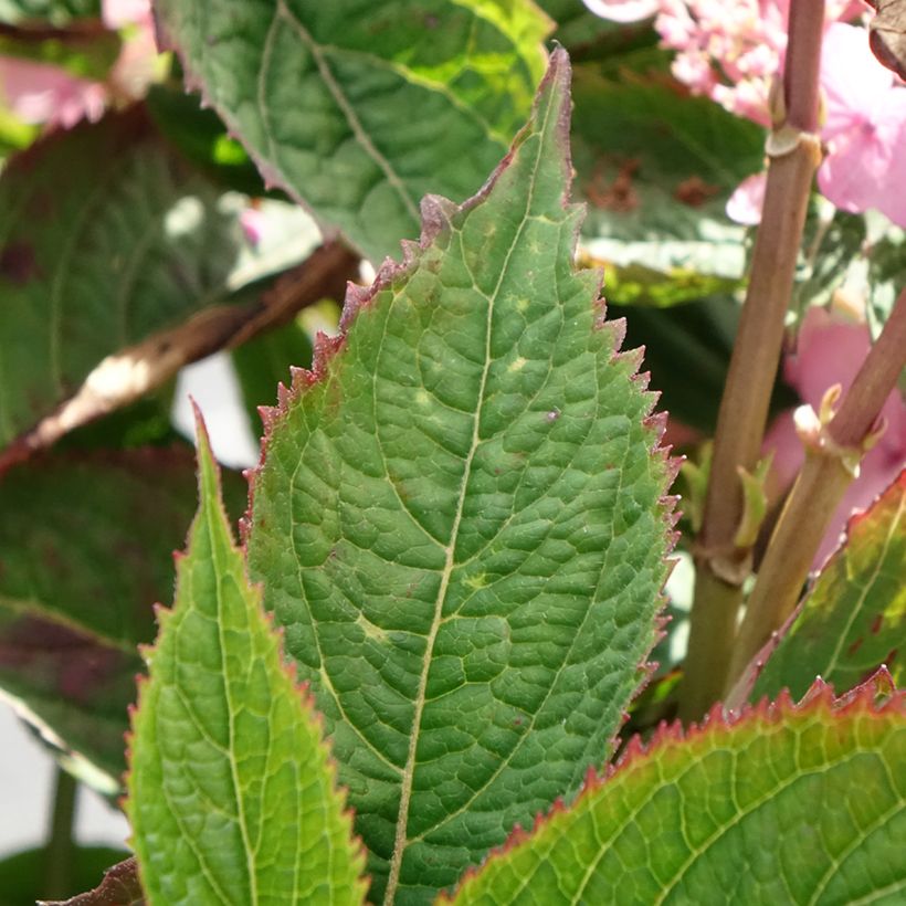 Hydrangea serrata Koreana - Ortensia (Foliage)
