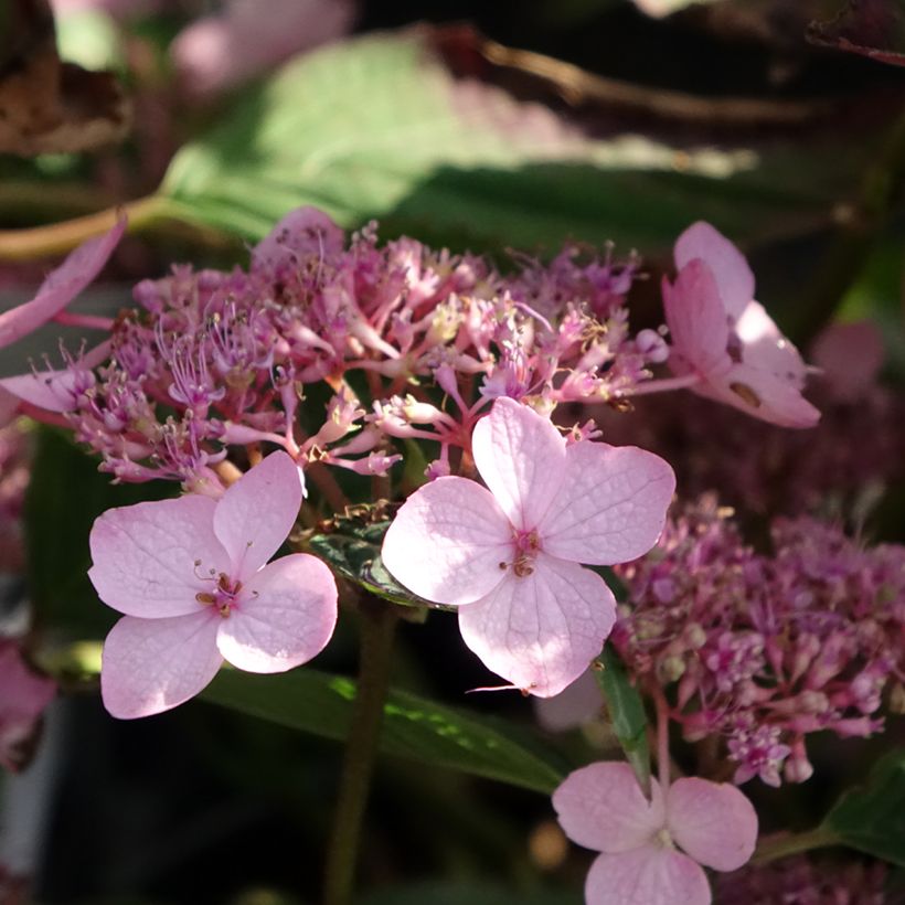 Hydrangea serrata Koreana - Ortensia (Flowering)