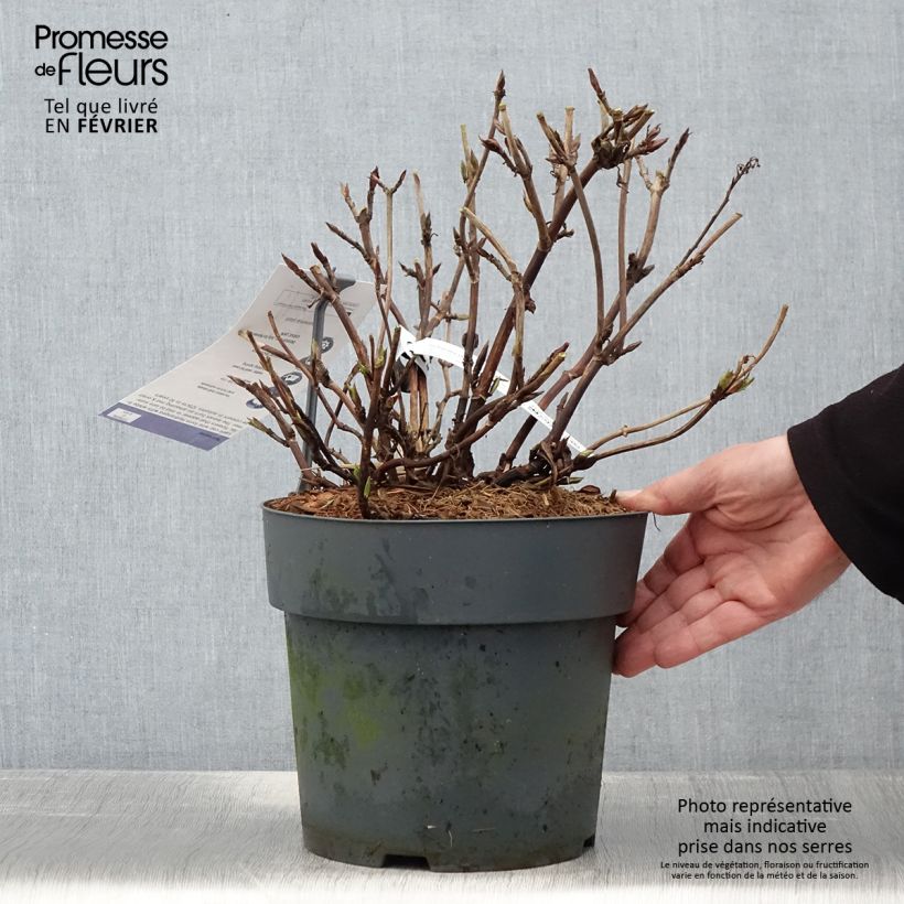 Hortensia - Hydrangea serrata Koreana Pot de 6L/7L esemplare consegnato in inverno