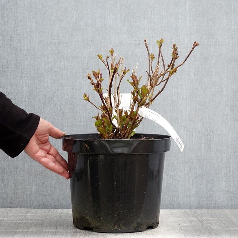 Example of Hydrangea serrata Precioza - Ortensia Vaso da 7,5L/10L as you get in printemps