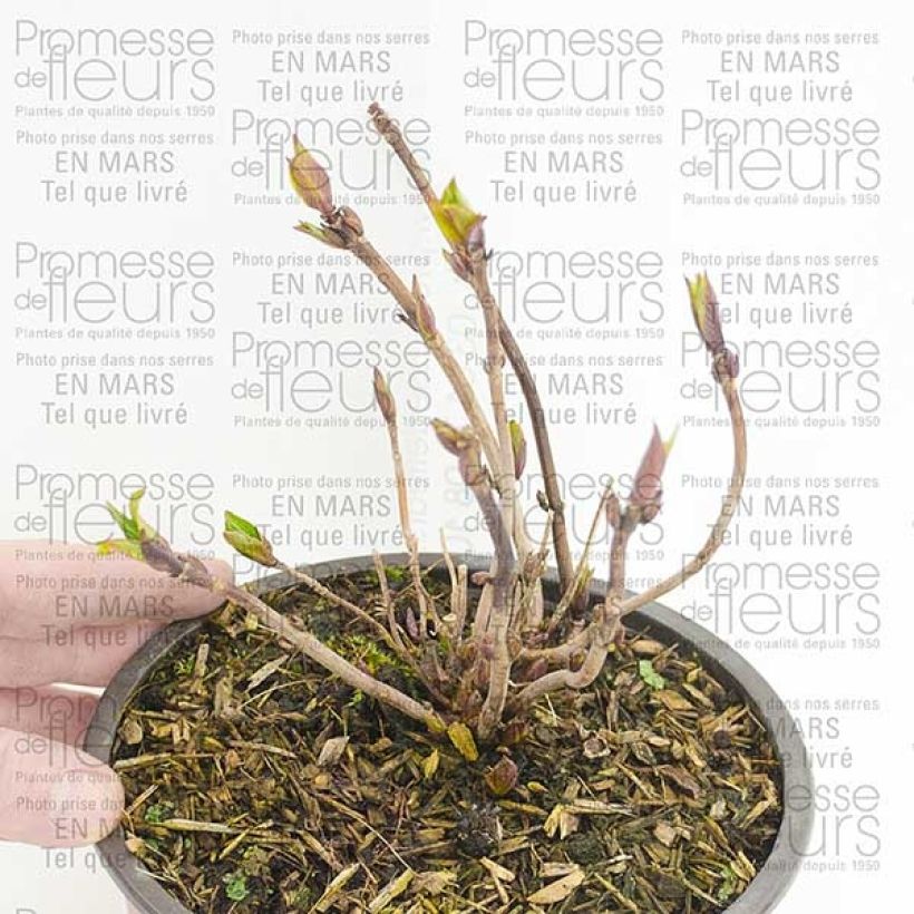 Esempio di esemplare Hydrangea serrata Santiago - Ortensia Vaso da 2L/3L come consegnato