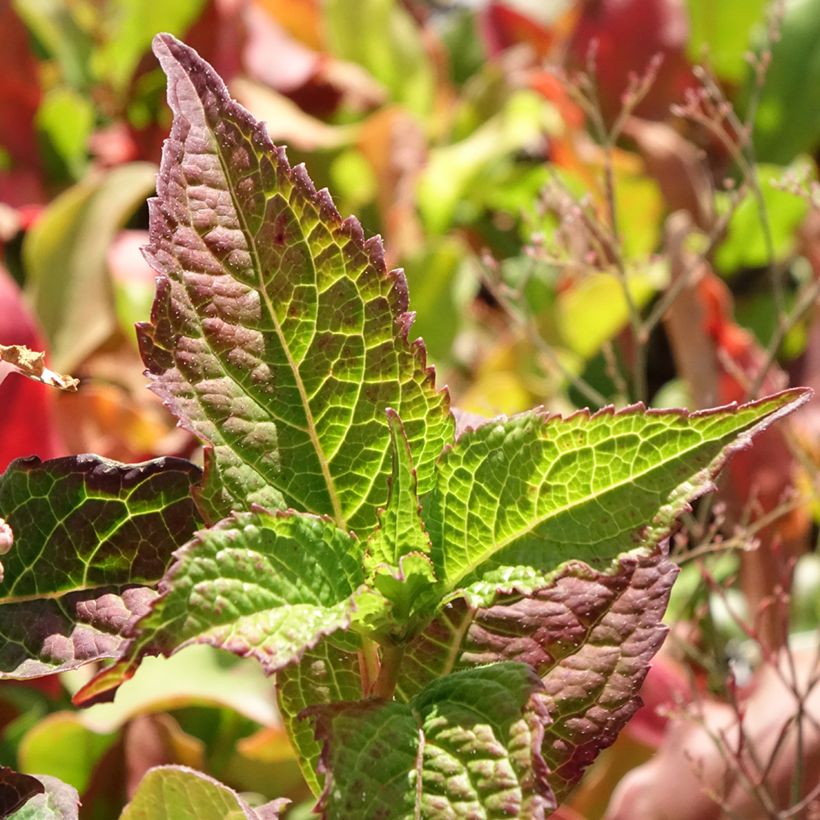 Hydrangea serrata Summer Glow - Ortensia (Foliage)