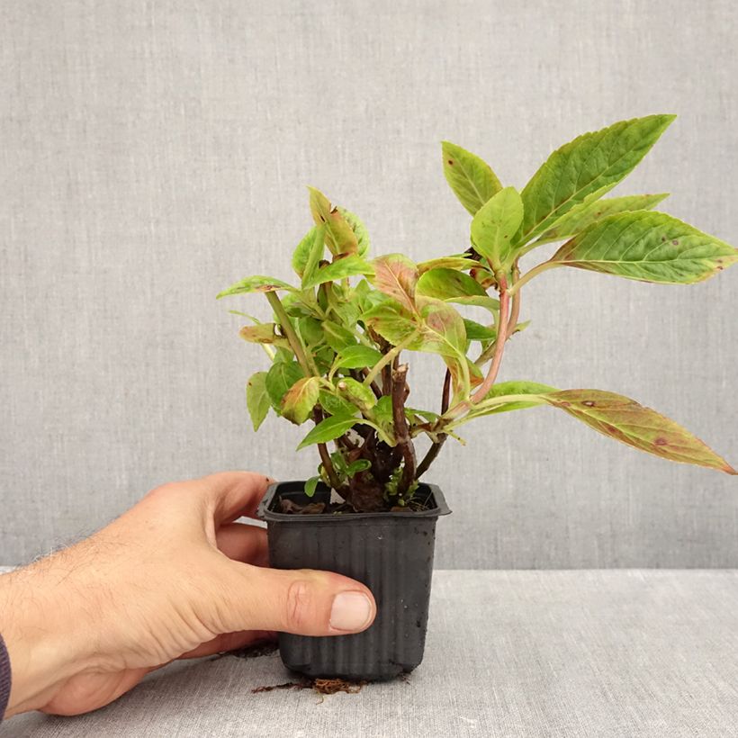Esemplare di Hydrangea serrata Summer Glow - Ortensia Vasetto da 8/9 cm come consegnato in autunno
