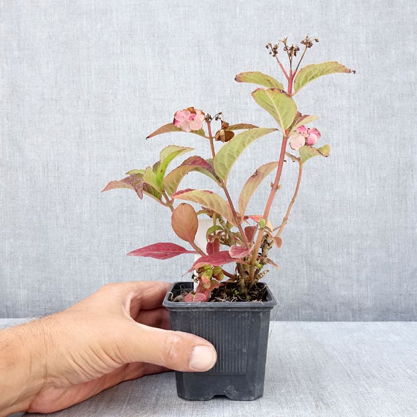 Esemplare di Hydrangea serrata Summer Glow - Ortensia Vasetto da 8/9 cm consegnato in estate