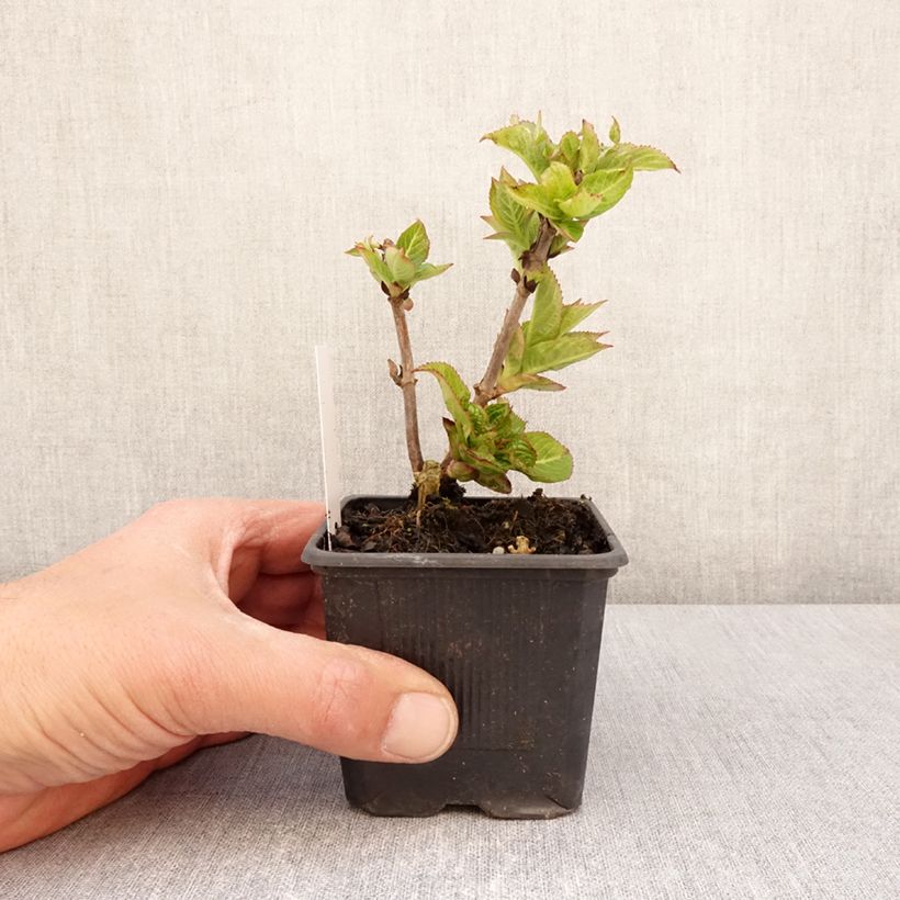 Example of Hydrangea serrata Summer Glow - Ortensia Vasetto da 8/9 cm as you get in printemps