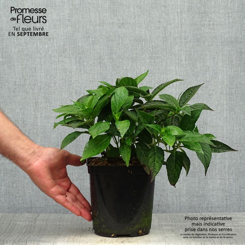 Esemplare di Hydrangea serrata Tiara - Ortensia Vaso da 2L/3L come consegnato in autunno