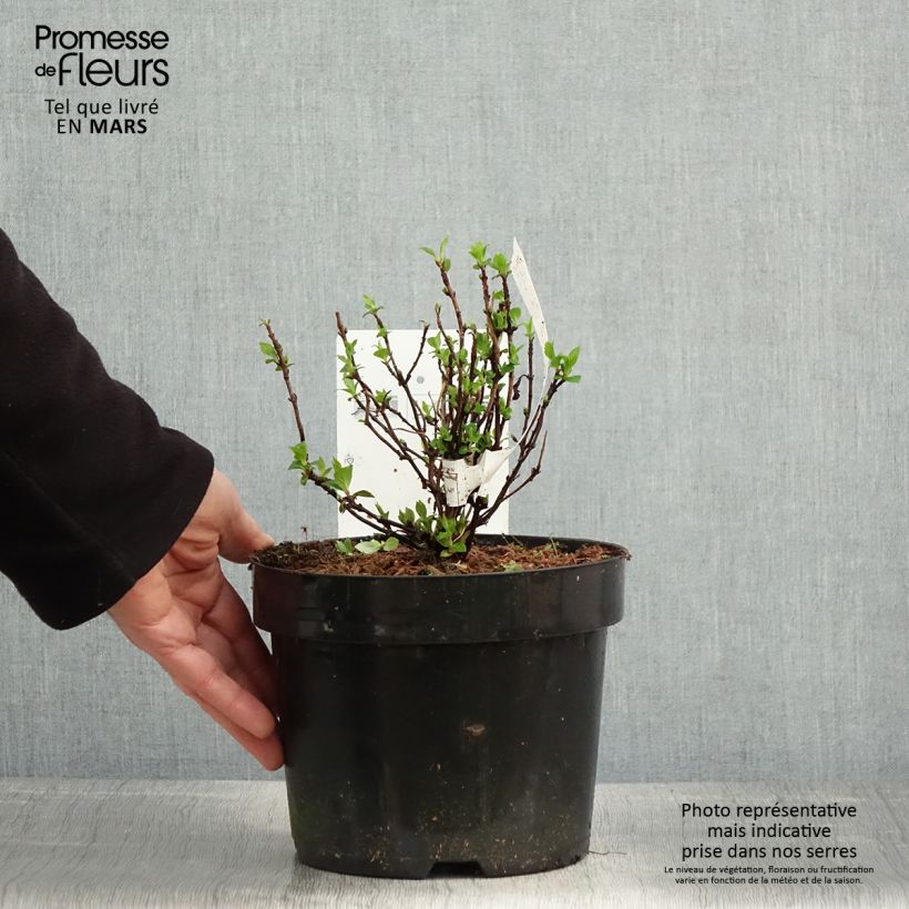 Example of Hydrangea serrata White on White - Ortensia Vaso da 3L/4L as you get in printemps