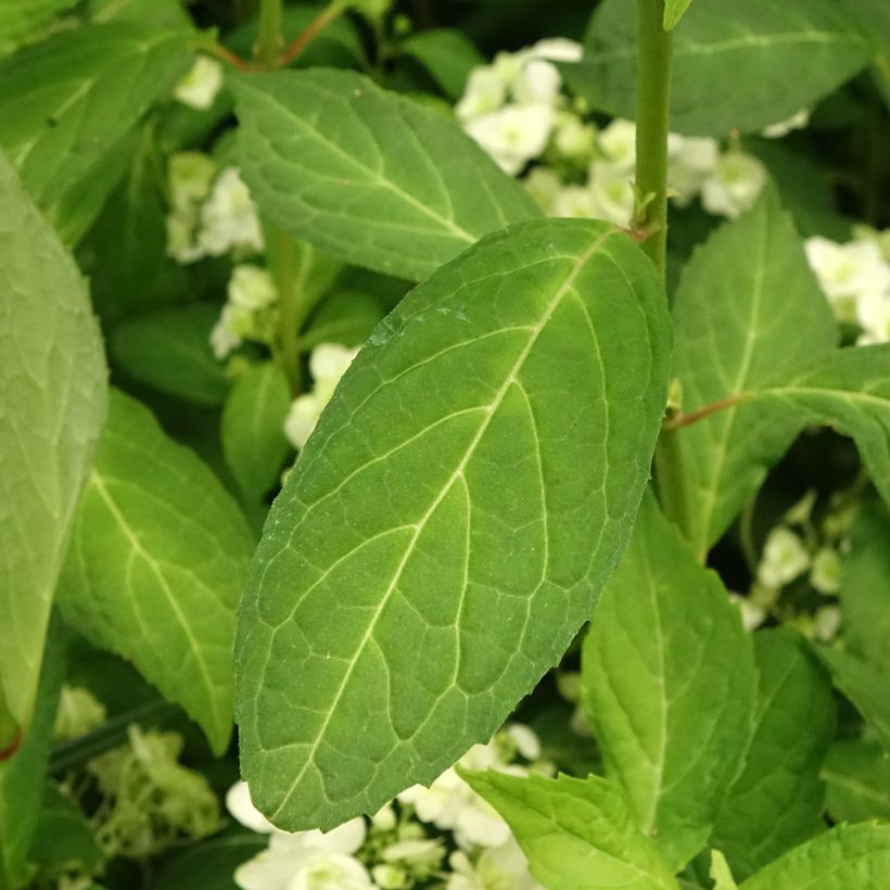 Hydrangea serrata White on White - Ortensia (Foliage)